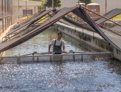 A man in waders stands in waist-high water in a long, rectangular pool and pushes a screen-like structure forward