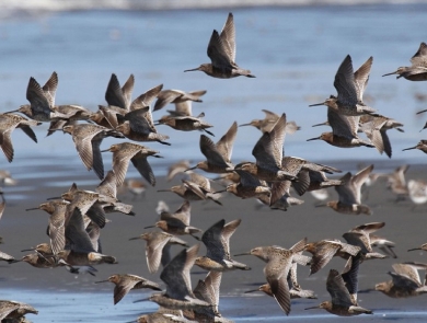 A Flock of Shorebirds