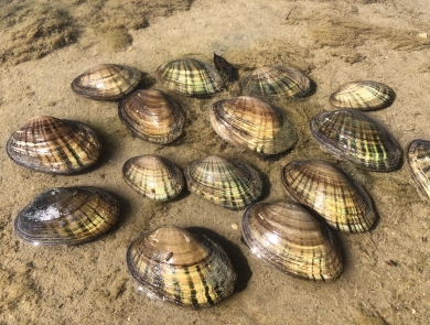 Several Texas fatmucket mussels rest on a sandy beach.