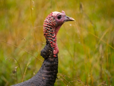 A close-up of a wild turkey against a green, vegetated background