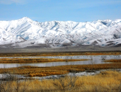 Still ponds in a marsh are covered with waterfowl. Brown marsh grasses and leafless trees are in the foreground. Snow covered mountains are immediately beyond the ponds. 