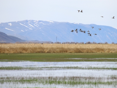 Ducks fly over a wetland, with tan grasses and mountains in the background