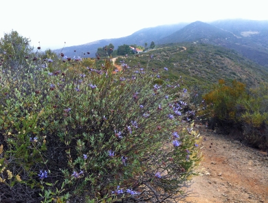 Mountain top with coastal sage scrub and a foggy sky. A tall flower bush is on the left of a winding trail. 