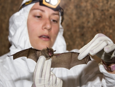 Female biologist standing in cave, in protective white suit with headlamp, holding a small gray bat.