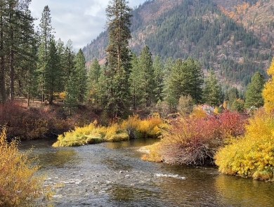 A stream and tall trees in fall foliage beneath a mountain