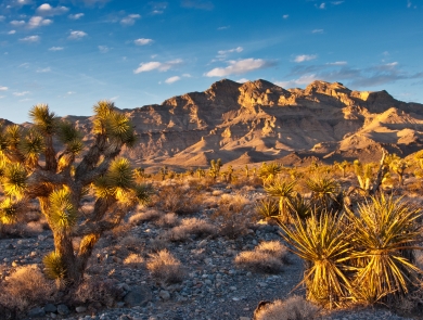 Joshua tree and mojave yucca plants in the foreground; mountains rising in the background