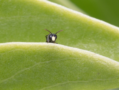 Yellow-faced bee on a naupaka leaf