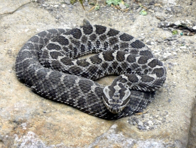 Photo of an eastern massasauga rattlesnake.