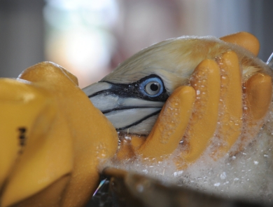 a northern gannet handled with gloved hands is washed with soap