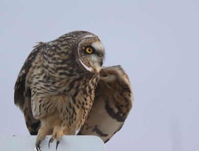 Short eared owl sitting on a wildlife refuge sign