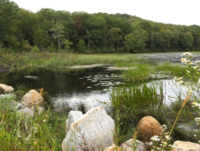 Wetland habitat at Pine Mountain Preserve, Norfolk, Connecticut in the Highlands Region.