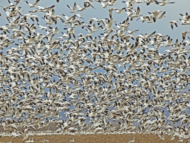 Flock of snow geese taking flight from farm field.