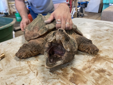 An alligator snapping turtle with open mouth facing camera as he is being held down from behind by biologist.