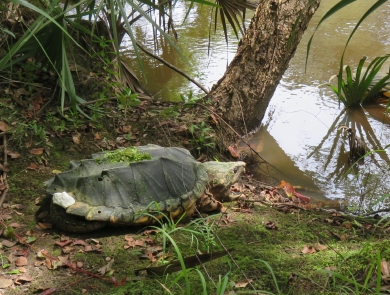 An adult alligator snapping turtle sitting on the bank of a waterway