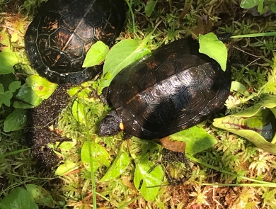 Bog turtles at Chattahoochee Forest NFH