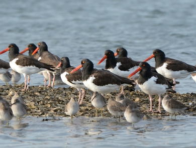 American oystercatchers and dunlin stand on small shell mound in estuary at Cape Romain NWR. 
