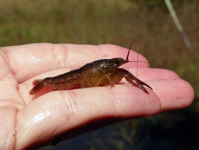 A hand holding a small lobster shaped crayfish.