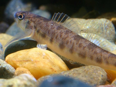 A small fish with a tan underbelly and brown markings.