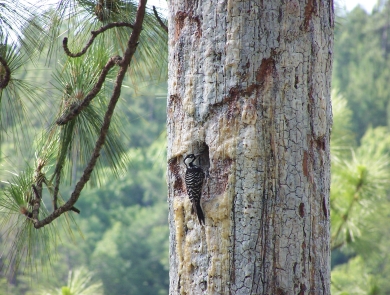 A woodpecker perches near cavity on trunk of mature pine tree.