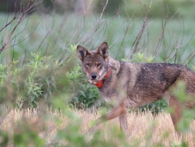 Red wolf in a field in eastern North Carolina