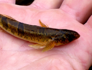 A small brown and yellow speckled fish in a biologists hand.