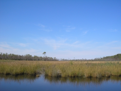 A grassy marsh with open water in the foreground and a pine forest in the background