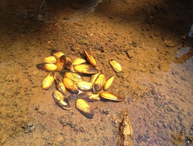 A group of about a dozen small triangular shellfish in shallow water.
