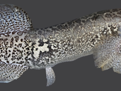 a long speckled fish