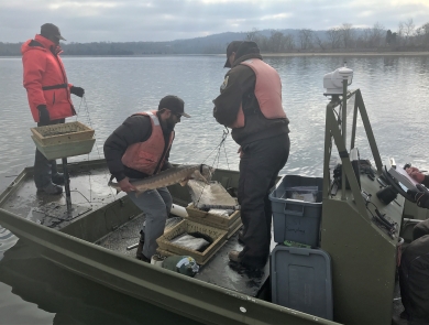 Biologists in the process of weighing Lake Sturgeon and recording weight.