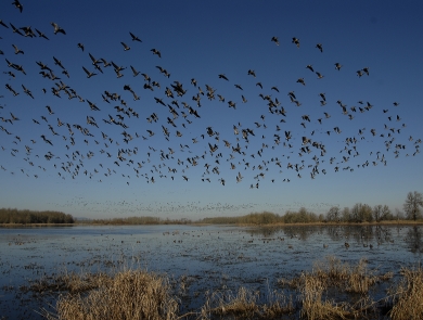 A flock of geese fly over McFadden's Marsh at William L. Finley National Wildlife Refuge