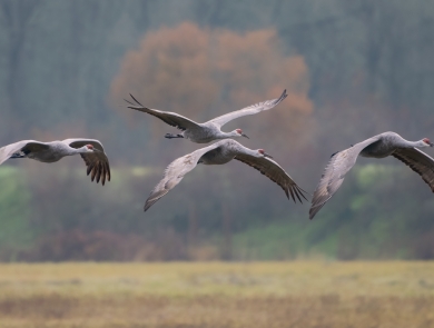 Four Sandhill cranes in flight