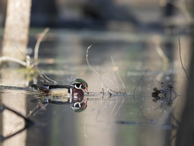 A male wood duck swims through a flooded forest and is reflected in the water