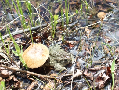 An endangered Wyoming toad hangs out under a toadstool.