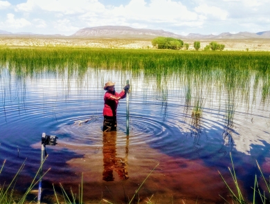 A woman stands in a pond holding what looks like a stick or gauge.