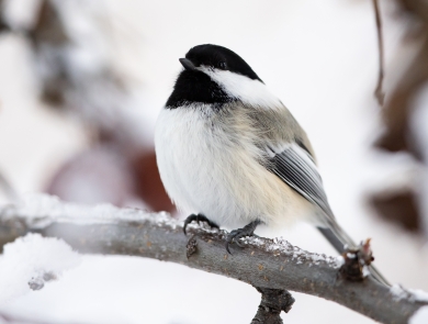 a black and white chickadee perched on a snowy branch