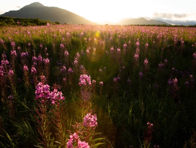 Large meadow of pink fireweed flowers