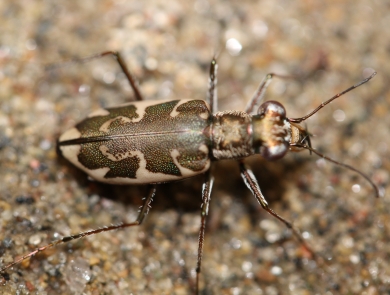 A brown and white Puritan tiger beetle rests on the sand
