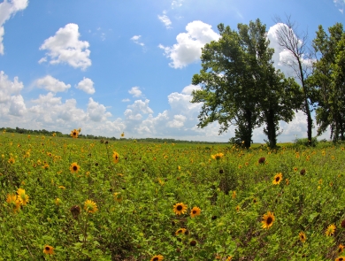A field of yellow wildflowers against a blue sky.