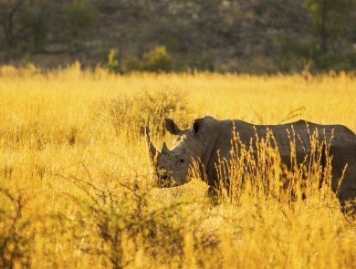 Profile of white rhinoceros standing in tall grasses that look bright yellow in the sun