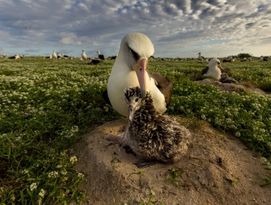 A white adult seabird tends a smaller, fuzzier brown chick.