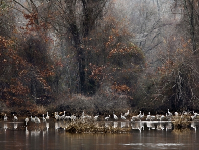 A couple dozen white-ish gray birds standing in shallow water in a forested setting