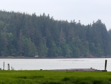 A narrow portion of bay surrounded by forest on the far side and green wetland on the near side
