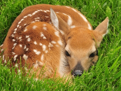 An image of a whit-tailed deer fawn curled up in grass.