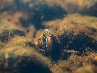 A freshwater mussel on a stream bottom