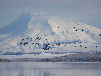 birds flying in front of a snow-covered mountain