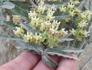 Prostrate milkweed