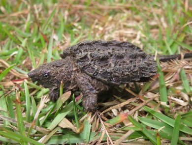 A rescued young alligator snapping turtle on a grassy field.
