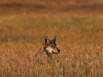 gray wolf pokes head over tall brown grass
