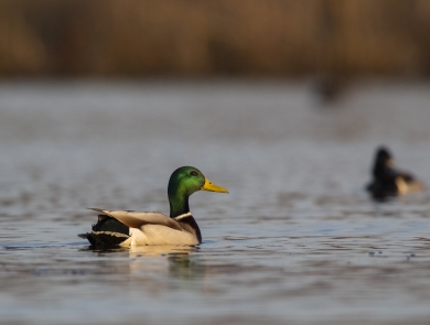 An image of a mallard duck sitting on water.