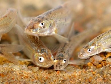small light tan colored fish rest on a sandy bottom